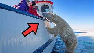 Polar bear tries to attract a fishing boat; as they approach, they discover something shocking!