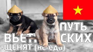 From 0 Days to Adult Dog: Vietnamese Puppies [ENG SUB]