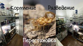 Кормление пауков и скорпионов. Тройное разведение Centruroides sculpturatus. Уборка в зверушне