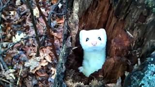 Ermine/Stoat in a Tree - Cute!