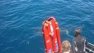 Best adventure ever, Fynn and Nan in the cage with Great White Sharks!!!