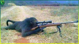 Crazy Animal IQ That Will Put Your Intelligence to Shame