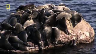 YouTube Hate Spreads to Baikal Seals