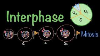 Eukaryotic Cell Cycle: Interphase