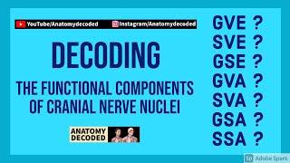 Functional Components of Cranial Nerve Nuclei | Anatomy Decoded | Anatomy Lectures