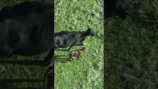 Tiny Cow Calf - He’s About to Get Stepped On! DJI Mavic 3 Thermal