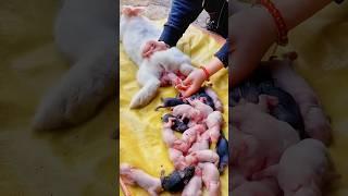 Rabbit Growth - Baby rabbits grow up day by day #cute