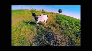 Жасмінка - пастушка :) Shepherdess Jasmine