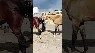 What is going on with this horse 484