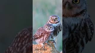 Cute little owls