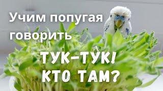 Учим попугая говорить Тук-тук! Кто там?