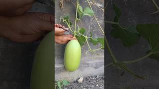 ।।bottle gourd harvest।। #youtubeshorts #shortsfeed #bottlegourd #harvest #shorts #gardening
