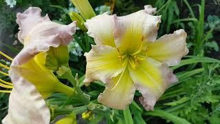 Лилейник Ридженси Хайтс . Hemerocallis Regensy Heights .