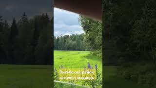  В Витебском районе у деревни Ходорово замечен мишка #новости #беларусь