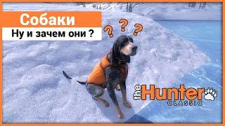 Зачем нужны собаки в theHunter: Classic ?