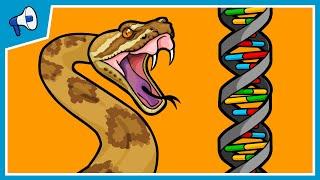 Part 2: How Does New Genetic Information Evolve? Gene Duplications