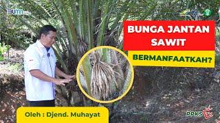 Bunga Jantan dengan Jumlah Berlebihan | Bermanfaat atau Menghambat?