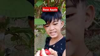 Rose Apple Or Tambis #kaprobinsya #shorts #shortsviral #roseapple #tambis