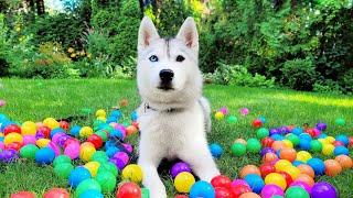  Come Play in Our Yard with My Husky! (LIVE)