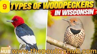 Exploring Wisconsin's Woodpeckers  | Woodpecker Species, Behavior, and Prevention Tips!