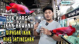 CEK HARGA IKAN ARWANA DIPASAR JATINEGARA BANYAK YANG MURAH BROO