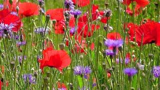 gorgeous field of poppies and cornflowers - traumhaftes Mohn- und Kornblumenfeld