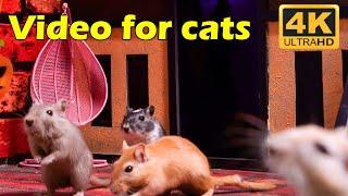 Cat TV: Non-stop Hide & Seek with Tiny Mice in 4K UHD - 3 Hours of Excitement | Catflix