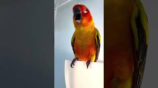 #birds #aratinga #cotorra #loro #parrot #sunconure #parrotbaby #funnyparrot #funny #shorts #parrots