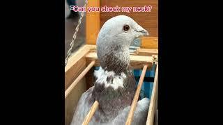 Pigeon Market lovebirds talk