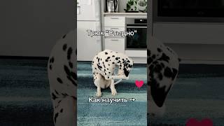 Трюк Стыдно обучение