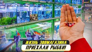 Жизнь зоомагазина - приехали аквариумные рыбки 2022!