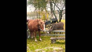 #романтика ️#осёл #лошадь #забавныеживотные  #horse #cavalo #burro #villagevlog #животные #animals