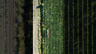 Tenuta Prima Pietra - La Vendemmia