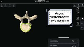 Общий план строения позвонка: демонстрация на анатомическом 3д атласе «Пирогов»