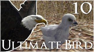 Our Baby Eaglet Hatches!!  Ultimate Bird Simulator - Episode #10