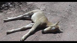 Бурдани говхо ба АЙЛОК, АДИР. 4 МОХА. 03.06.19