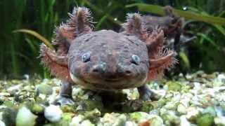 Anderson`s salamander - Ambystoma andersoni