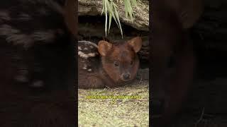 Пуду — самый крошечный вид оленей на планете.