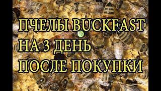 Пчелы бакфаст на третий день после покупки. Bees Bakfast on the third day after purchase