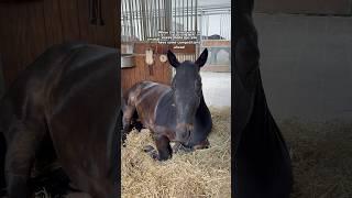 Sorry Daristander!  #horse #equestrain #competition