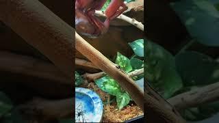 Berry the frog strikes again!