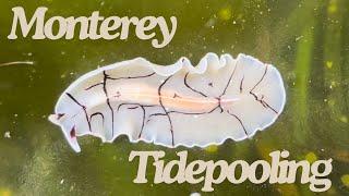 How To Tidepool - Finding Tiny and Slimy Animals  