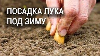 Посадка лука под зиму. Посадите с этим растением и лук будет здоров всегда!