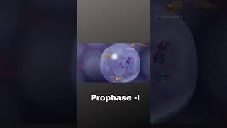 Prophase - l of Meiosis cell division. #cellbiology #meiosis #prophase #celldivision #biology