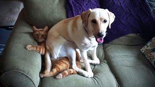 LABRADORS ARE AWESOME  Funny Labradors COMPILATION [Funny Pets]