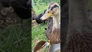 How we use ducks to control mosquitos!  #ducks #duckfarming #sustainablesolutions #offgridliving