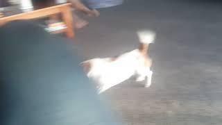 Hyperactive Jack Russell Zoomies Around House!