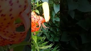 #лилия ланцетолистная тигровая #lilium lancifolium
