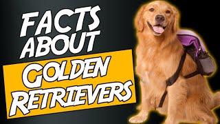 Top 10 Fun Facts about Golden Retrievers You Didn't Know