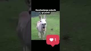 Ravshanlarga yuboramiz #ravshanbekuz #ravshan #ravshan_annaev #ravshalomarush #ravshan_tojiev